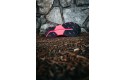 Thumbnail of hyperion-tempo-black---pink---hot-coral_349202.jpg